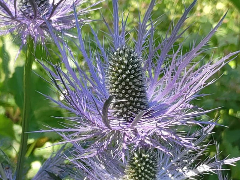 blauwe distel