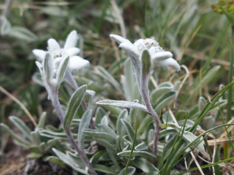 flora en fauna les ecrins